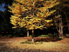 代々木公園 (1)