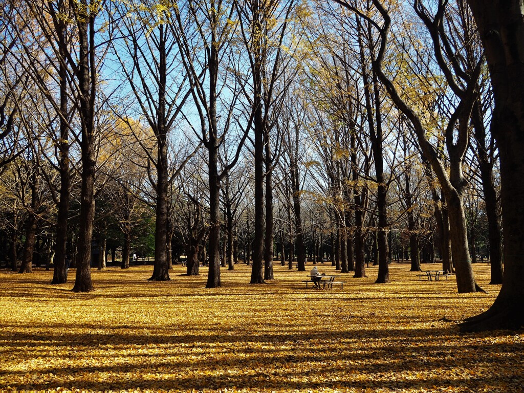 代々木公園 (1)