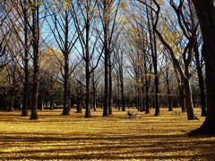 代々木公園 (1)