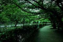 川沿いの小径