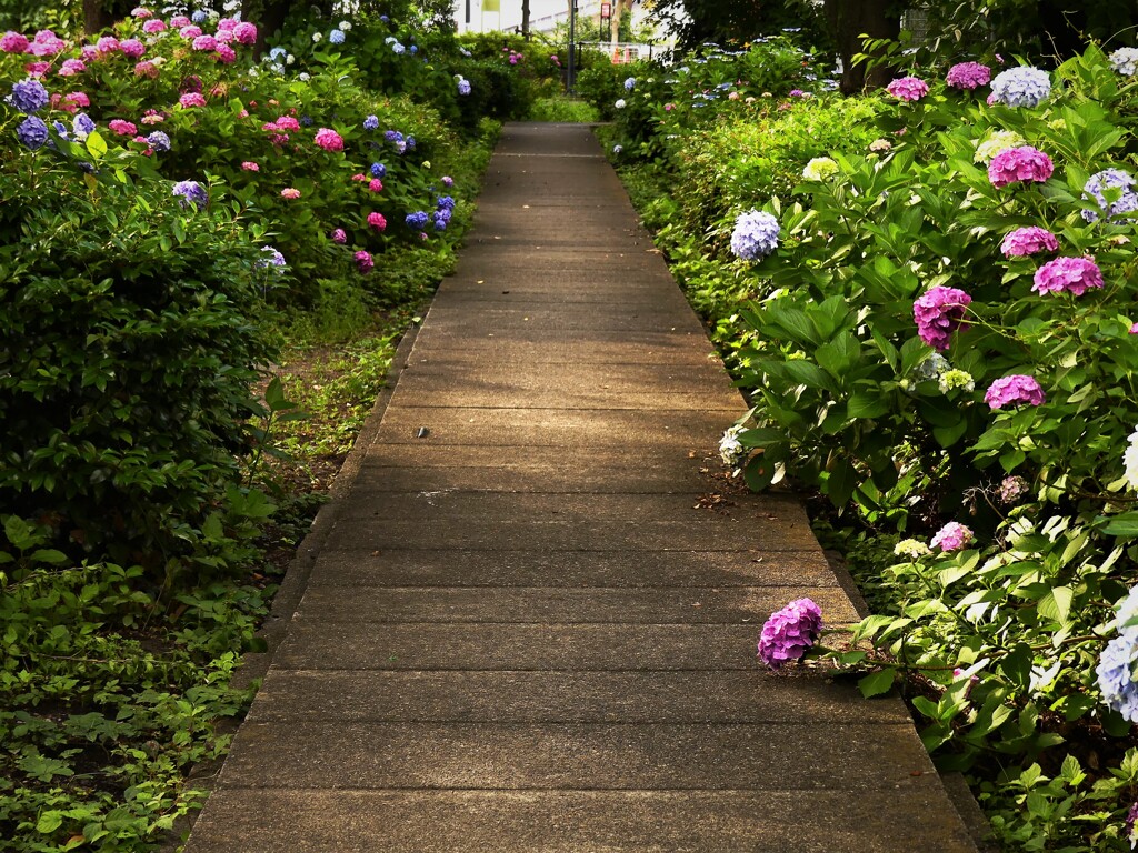 あじさいの小径 (1)