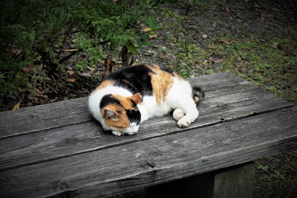 公園の三毛