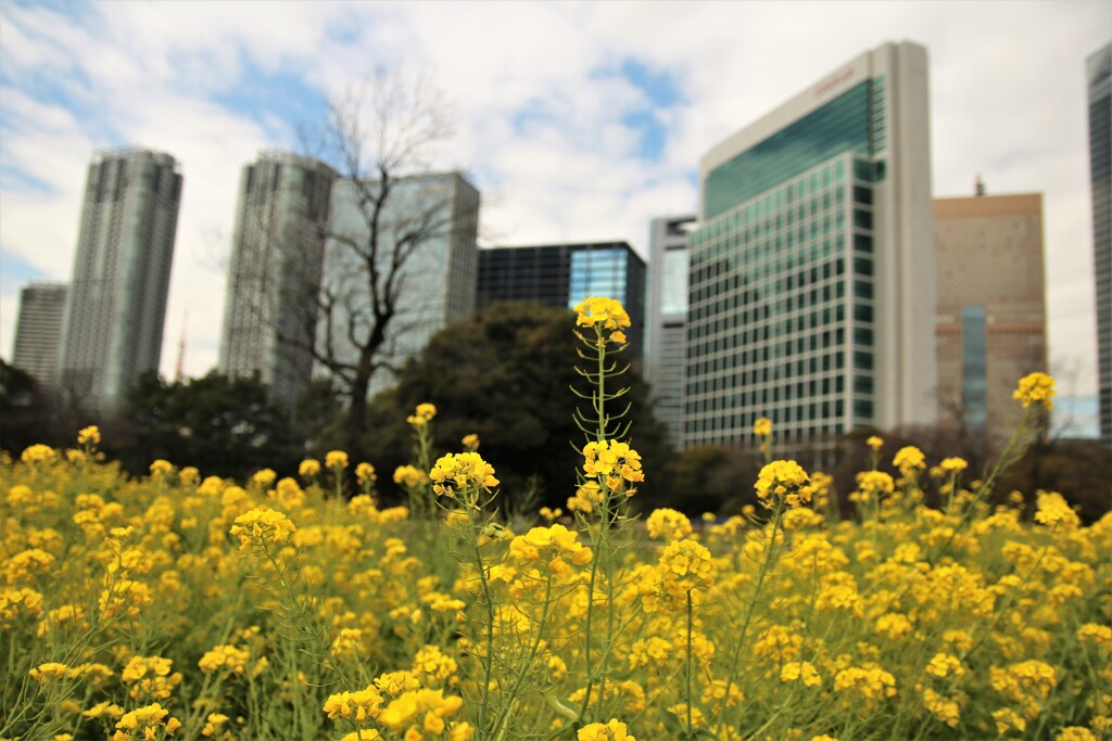 浜離宮の菜の花畑