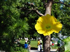 花とアリさん