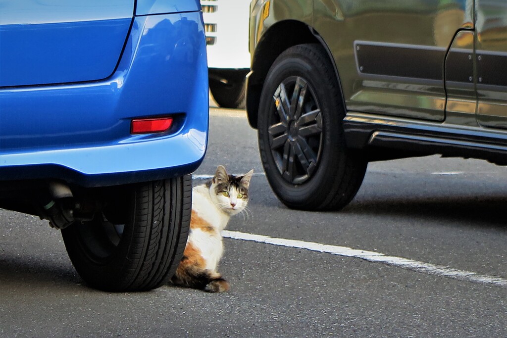駐車場のニャンコ