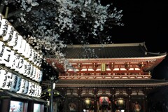 浅草寺の夜桜 