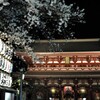 浅草寺の夜桜 