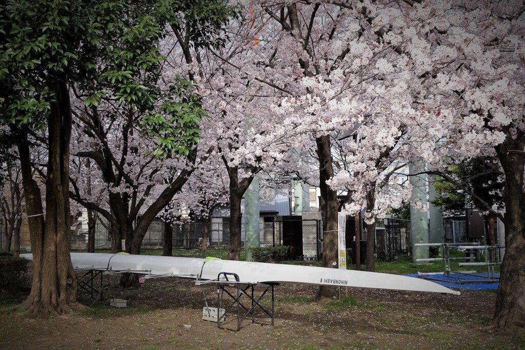 漕艇場の桜