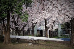 漕艇場の桜
