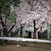 漕艇場の桜