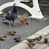 驚ろかさないでよ！
