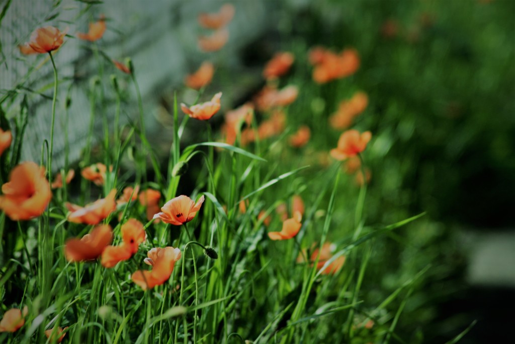 路傍の花