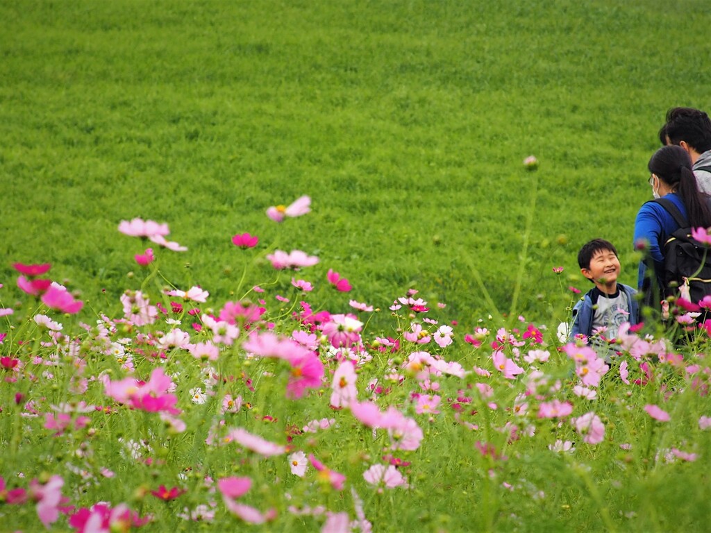 秋桜④