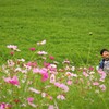 秋桜④