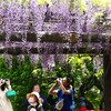 亀戸天神藤まつり (3)