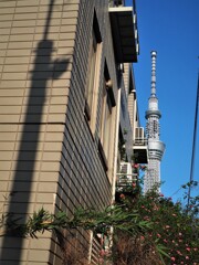 電柱の影もスカイツリーに見える街