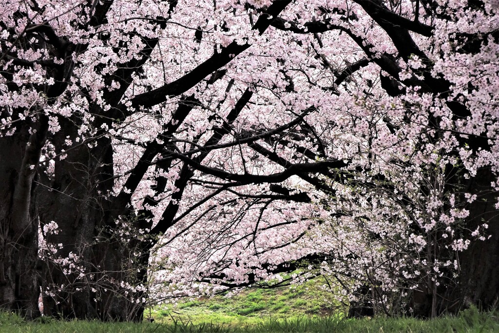 桜花爛漫 (1)