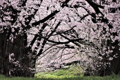 桜花爛漫 (1)