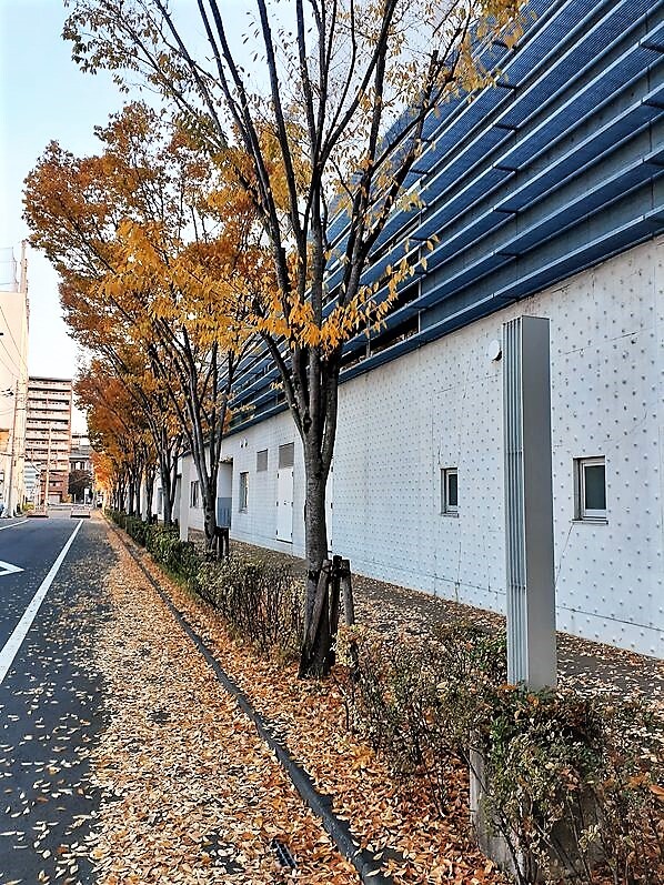 落ち葉の散歩道