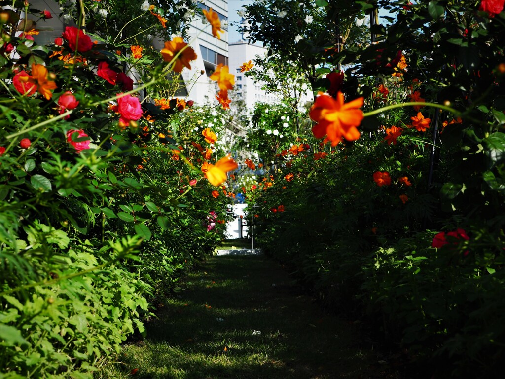 花隧道