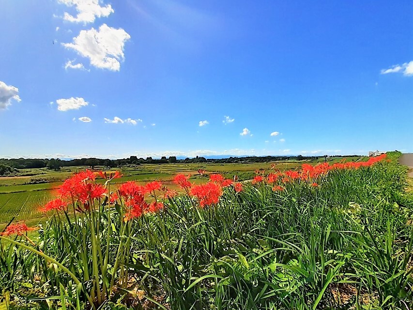 曼殊沙華の咲く土手③