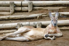 カンガルー／くつろぐ