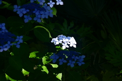 センターは君で決まり