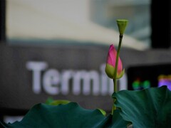 寂しいNarita④