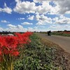 曼殊沙華の咲く土手①