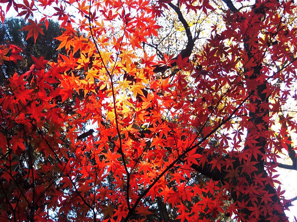 平林寺の紅葉 (4)