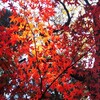 平林寺の紅葉 (4)