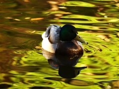 朝散歩・近所の公園にて⑤