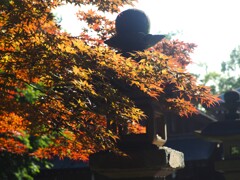 春もみじ (1)