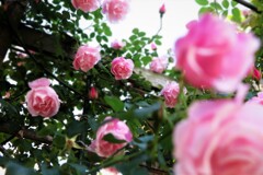 高架下の薔薇たち (5)
