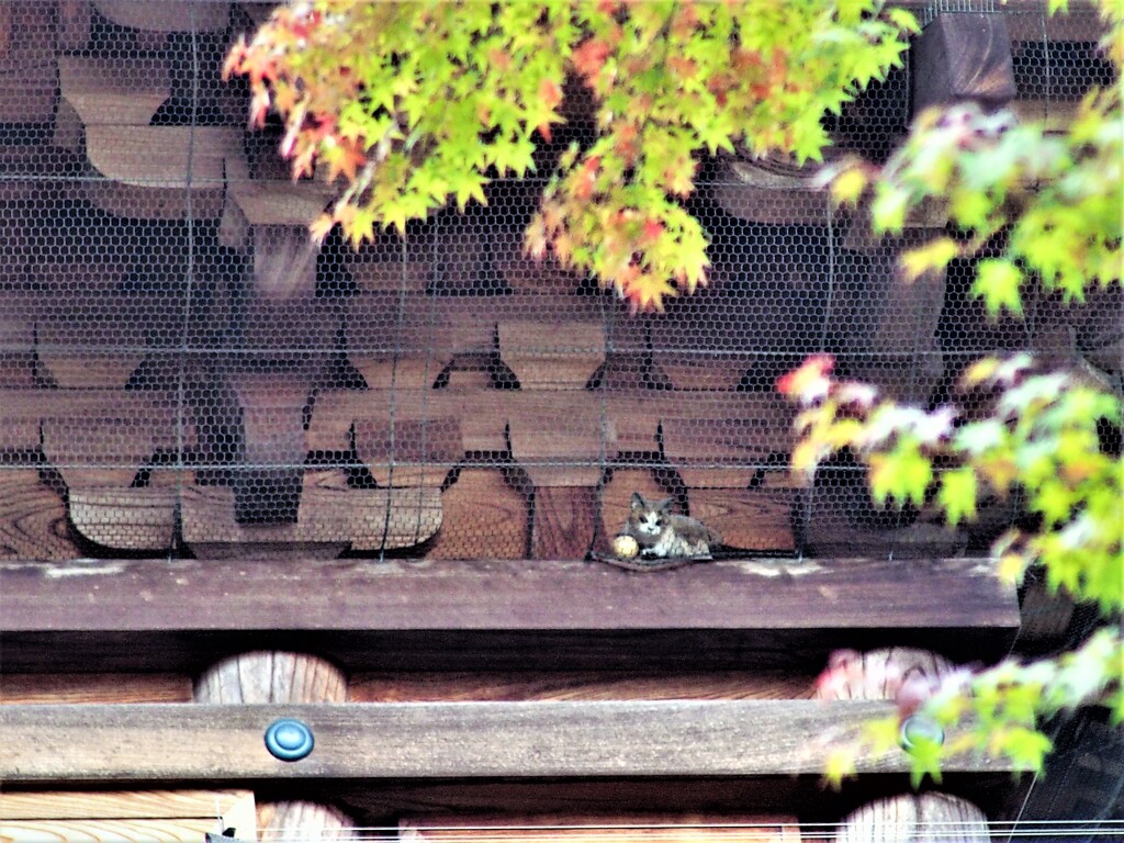 豪徳寺（三重塔の猫）