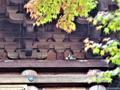 豪徳寺（三重塔の猫）