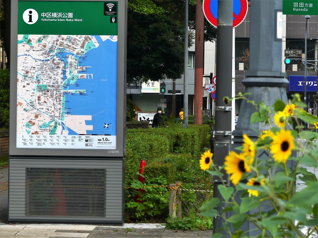 向日葵の咲く街角②