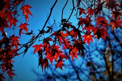 紅葉（秩父ミューズパーク）