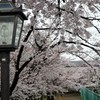 テニスコートの桜