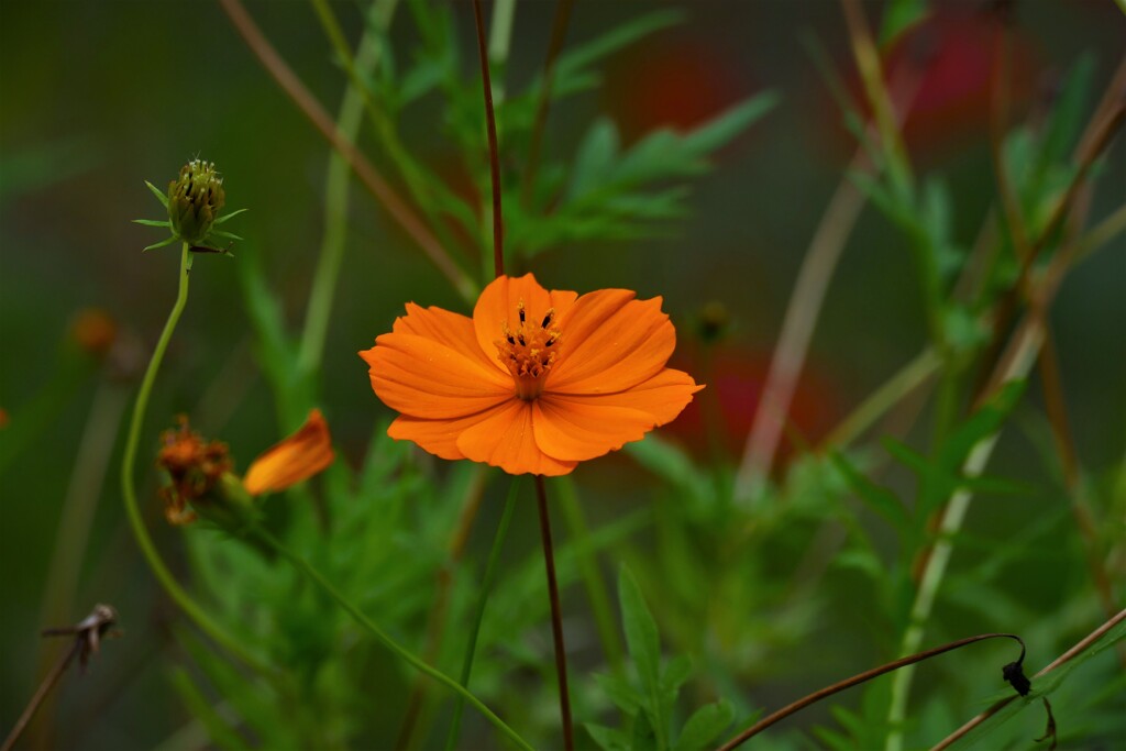 orange color①