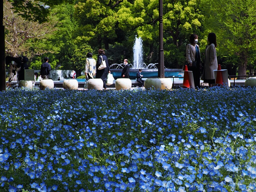 日比谷公園ネモフィラ①