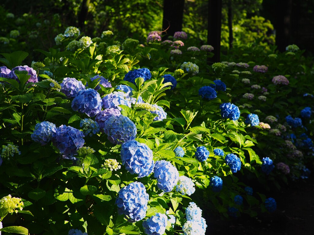 紫陽花の咲く公園 (8)
