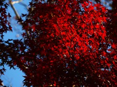 晩秋紅葉