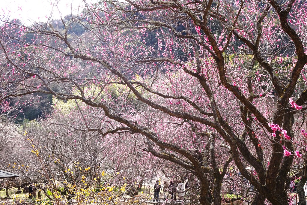 熱海梅園 (3)