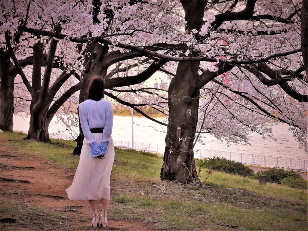 sakura2021(戸田公園） (4)