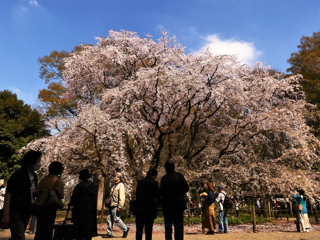 六義園の枝垂れ桜 (1)