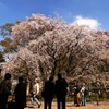 六義園の枝垂れ桜 (1)