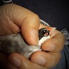 にぎり文鳥