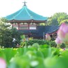 上野不忍池 (3)