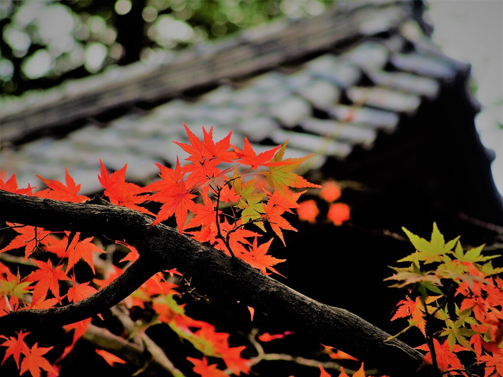 豪徳寺（紅葉）